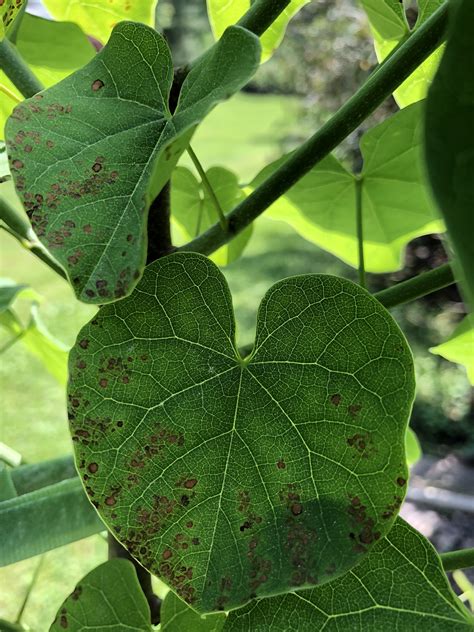 What is spotting my redbud leaves - General Gardening - Growing Fruit