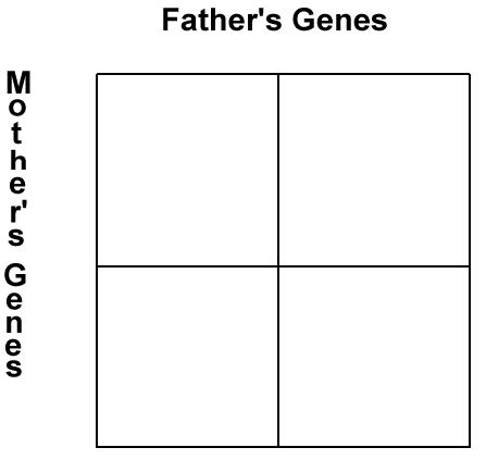 Punnett Squares