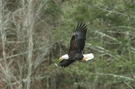 FirstLight’s Shepaug Bald Eagle Observatory Opens for the Winter ...