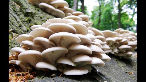 Growing oyster mushrooms part 1 - YouTube