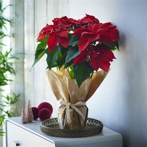 Christmas Plants | Free Delivery in the UK | Interflora