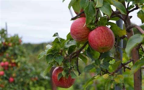 Cortland apple 🍎 ️ A classic variety with a crisp and sweet taste!