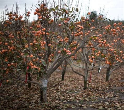 American Persimmon TreeGreat fruit Live treesplant now | Etsy