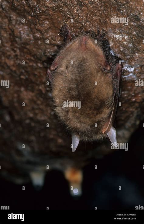 Hibernating Brown Long-eared Bat 2 Stock Photo - Alamy