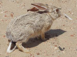 Cape Hare: Facts, Lifespan, Behavior & Care Guide (with Pictures) | Pet Keen