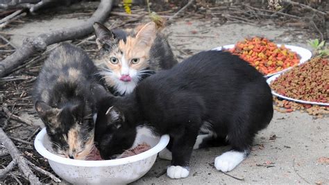 Feral cat colonies could pose rabies risk, CDC says