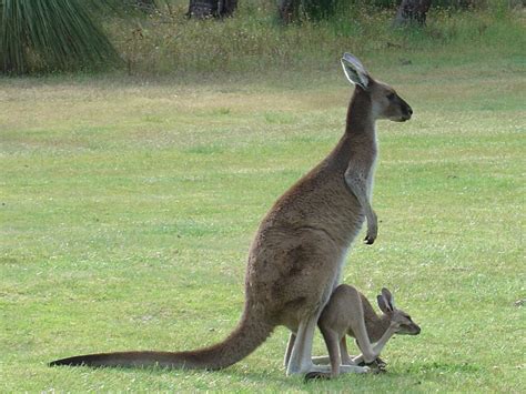 Kangaroo With Joey - Australian Joey's Wallpaper (29129016) - Fanpop