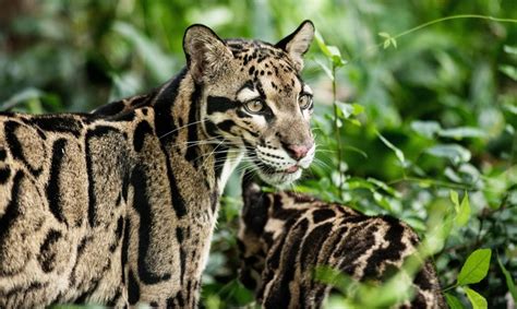 Clouded Leopard (Neofelis nebulosa) | about animals