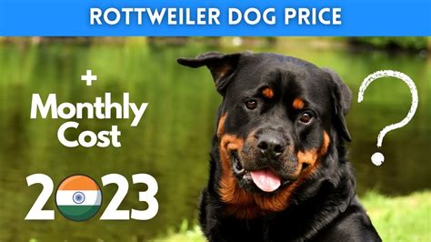 Rottweiler dog price in India (2024) : Buying Guide