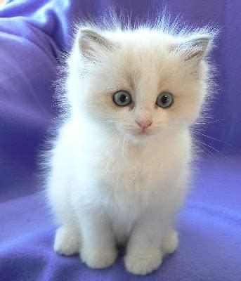 Ragdoll Cats & Kittens: 5 Best Pictures Of Ragdoll Kittens