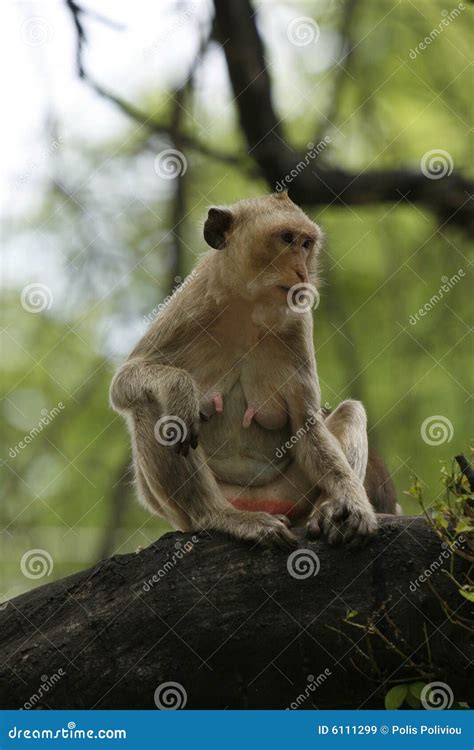 Jungle monkey stock image. Image of vacations, place, history - 6111299