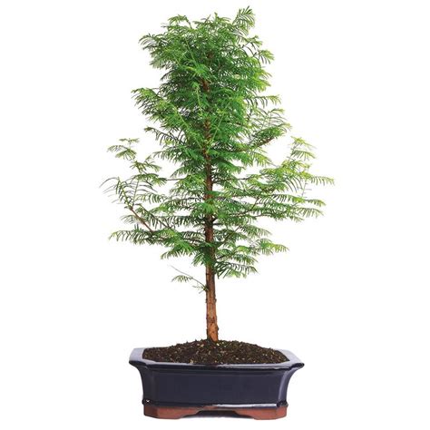 Brussel's Bonsai 12-inch Dawn Redwood in Clay Pot (DT2029DR) at Lowes.com