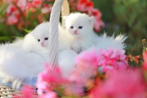 Understanding Doll Face Persian Kittens | LoveToKnow Pets