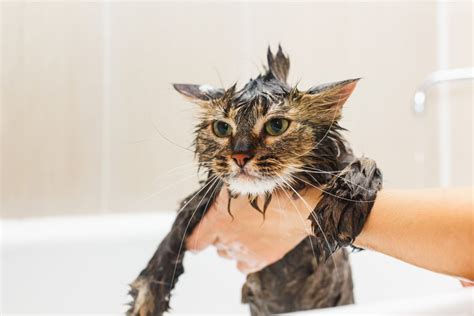 A Complete Guide on Flea Baths for Cats - Veterinarians.org