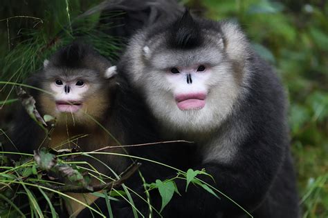 Yunnan Snub-nosed Monkeys Adult And Young, Yunnan, China Photograph by Staffan Widstrand / Wild ...