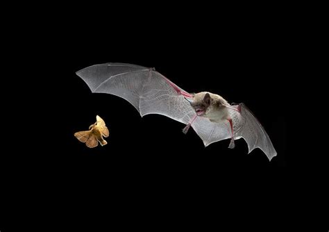 Little Brown Bat Hunting Moth Photograph by Michael Durham - Fine Art America