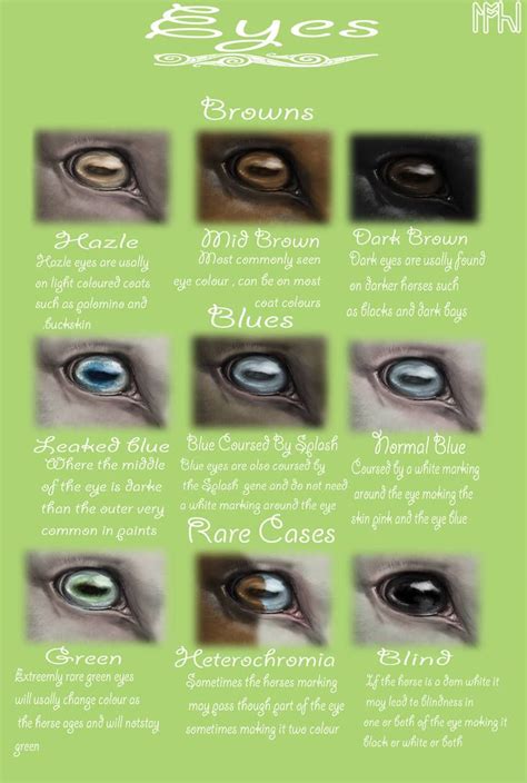 Equine Eyes by EdithSparrow | Equine eye, Horse markings, Horse facts