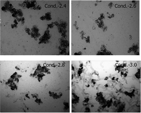 The morphology of Taxus chinensis var. mairei cells under different ...