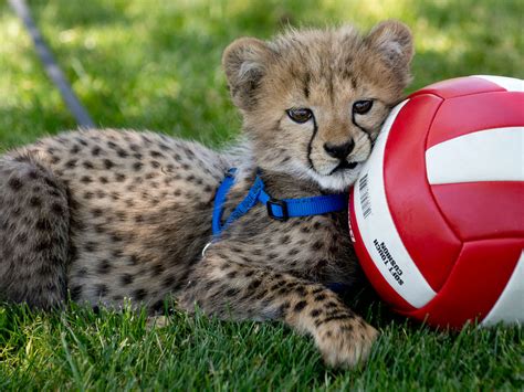 Robin Loznak Photography: Cheetah cubs on the prowl