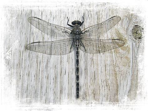 Gray Petaltail Dragonfly Photograph by Joe Duket - Fine Art America