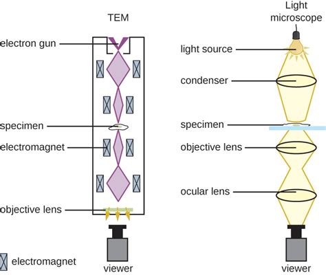 Instruments of Microscopy | Microbiology | | Course Hero