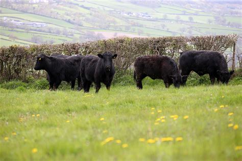 Buy PGI Approved Welsh Lamb Online | Edwards of Conwy