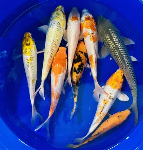 5- Lot Assorted 7″ Standard Fin Live Koi Fish For Koi Pond Garden Free Shipping – Pretty Koi ...