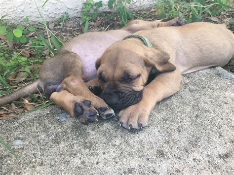 Fila Brasileiro Puppies For Sale | Palm Bay, FL #239605