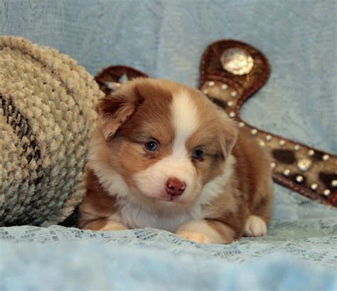 Lasso is a fancy red merle Mini aussie | Australian shepherd, Australian shepherd training, Baby ...