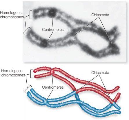 Figura 4. Quiasmas. Esta micrografía muestra un par de cromosomas ...