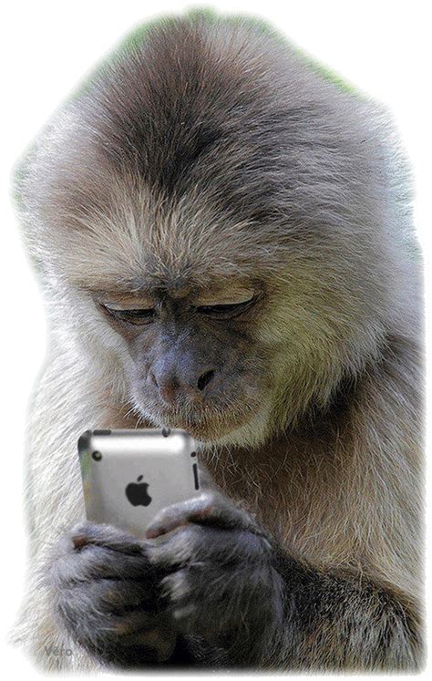 +24 Funny Monkey Animated Gif Ideas