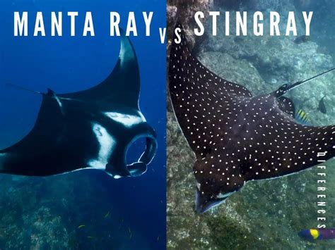 Difference Between Manta Ray And Stingray - SciQuest