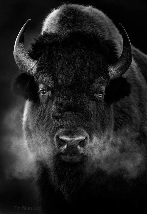 Bison (buffalo is actually not a good name for them), in Yellowstone Park, taken in Black and ...