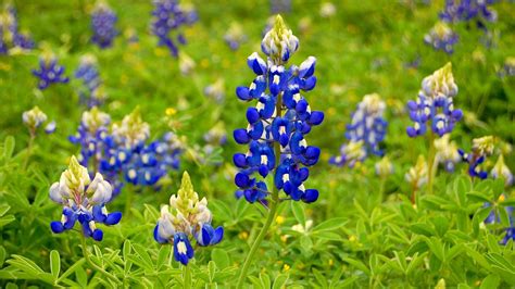 Bluebonnet Wallpapers - Wallpaper Cave