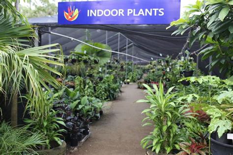 Best Indoor Plant Nursery Brisbane - Buy Indoor Plants at Oxley Nursery.