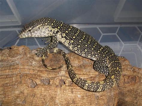 Nile Monitor Facts, Adult Size, Habitat, Diet, Pictures