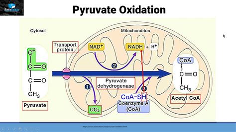 Aerobic Respiration Part 2 (Pyruvate oxidation) - YouTube