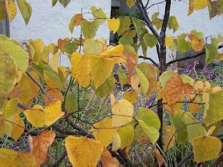 The 2 Minute Gardener: Photo - Forest Pansy Redbud (Cercis canadensis ...