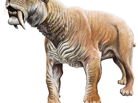 Saber Tooth Tiger Size Comparison