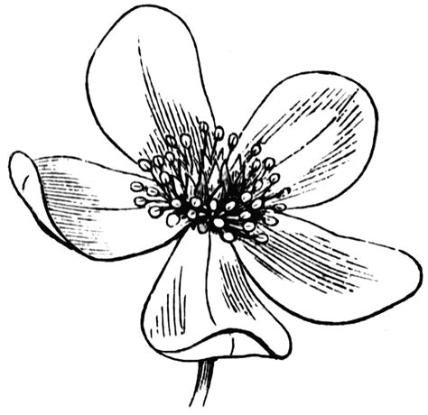 Flower | ClipArt ETC