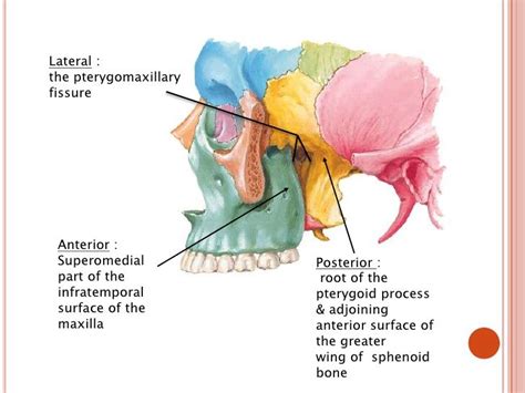 pterygopalatine fossa - pterygomaxillary fissure | Sphenoid bone, Greatful, Anatomy