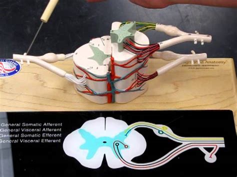 Labeled Spinal Cord Model