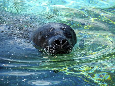 Lone harbor seal swimming in a pool Photograph by Lisa Crawford - Pixels