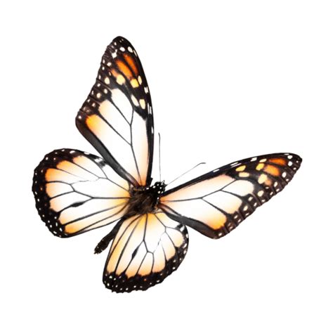 🥇 Image of butterfly nature png overlay Butterfly insect animal - 【FREE PHOTO】 100033069