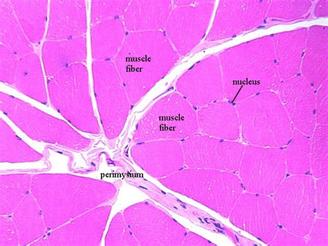 Lab Exercises Muscle