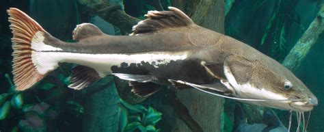 Coral Catshark · Tennessee Aquarium