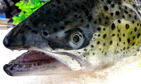 Salmon Teeth: Everything You Need To Know - A-Z Animals