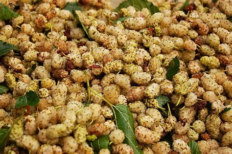 Mulberries Free Photo Download | FreeImages