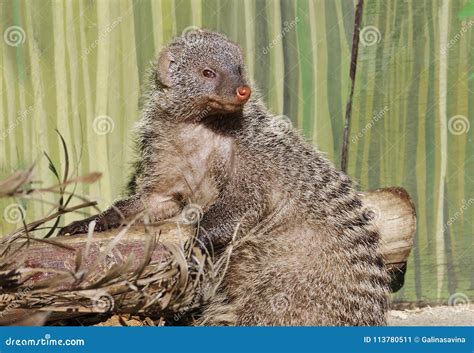 Mongoose. stock image. Image of mongoose, predator, muzzle - 113780511