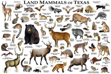 Land Mammals of Texas Poster Print / Texas Mammals Field Guide / Animals of Texas - Etsy ...